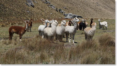 Arriving at Chimborazo, our home for the next few days