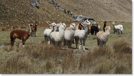 Arriving at Chimborazo, our home for the next few days 