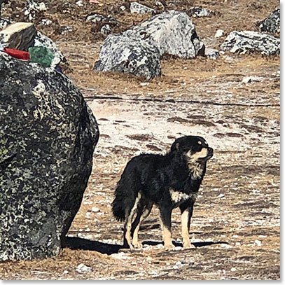 These dogs supervise the memorials