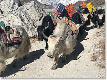 We are passing yaks all day long in the trail