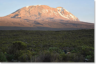 Kilimanjaro up close