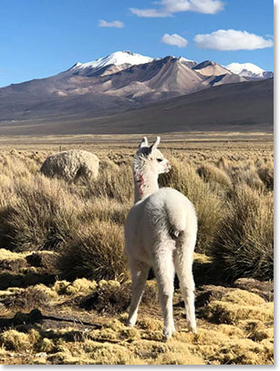 Llamas at Sajama National Park