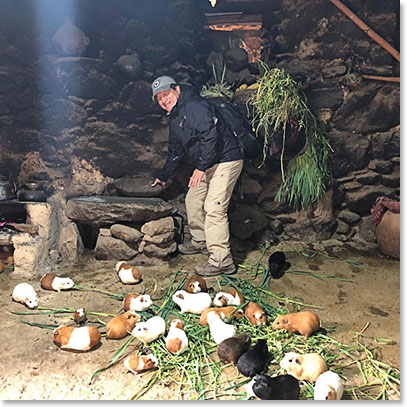 Juan feeding the guinea pigs in a home in Ollantaytambo