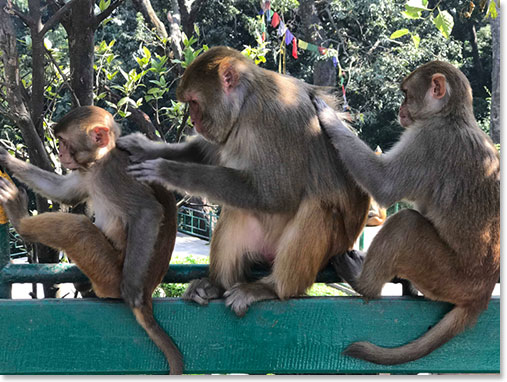 Rhesus Macaque Monkey’s family grooming one another. 