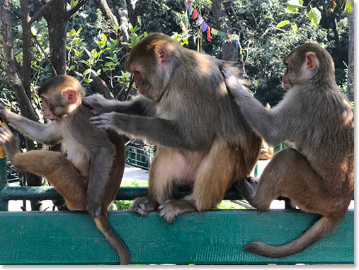 Rhesus Macaque Monkey’s family grooming one another.