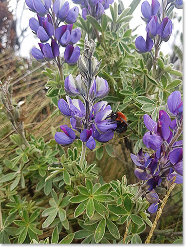 The flowers in Ecuador are always a big attraction