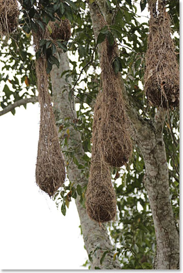 Nests of oropendolas are almost 2-meters long - jungle bird 