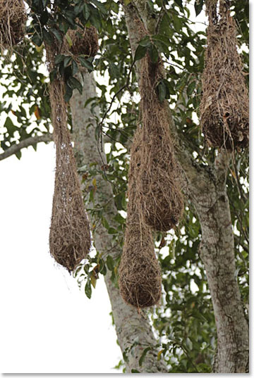 Nests of oropendolas are almost 2-meters long - jungle bird