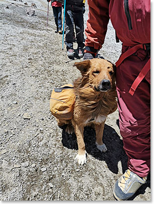 This very strong dog was doing his carry to Canada Camp at the same time we were.